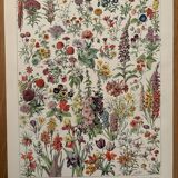 Planche illustrée vintage sur les fleurs (annuelles et bisannuelles) – 1930