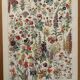 Vintage illustrated plate of flowers (annuals and biennials) – 1930