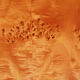 Table basse loupe d'orme  1970