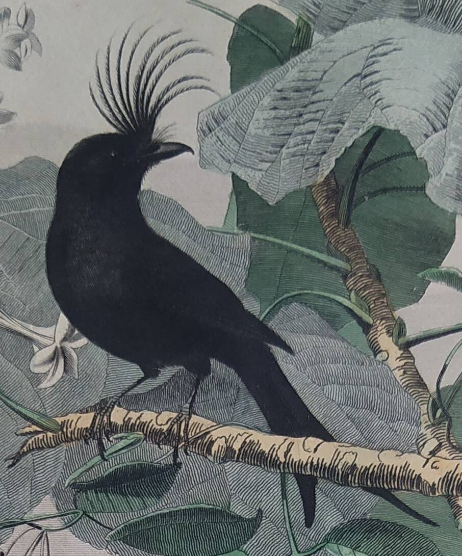 Ornithological Plate Buffon 1838 "Drongo, Iron Gray Fig, Spotted Fig"