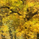 Robert Wood oil painting on canvas forest undergrowth 100x70cm