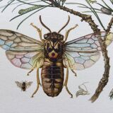Antique illustration "insects", Vintage print from the 60s
