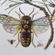 Illustration ancienne "insectes", Impression vintage années 60