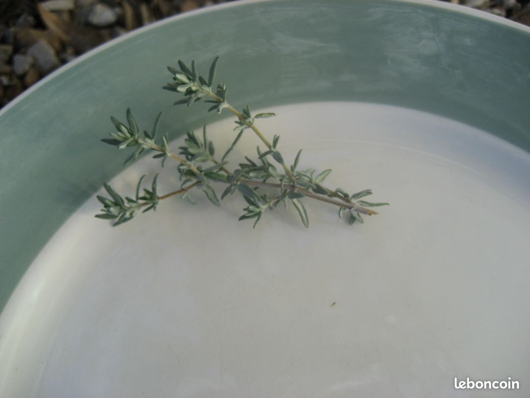 Lot of 10 plates Digoin Sarreguemines