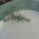 Lot of 10 plates Digoin Sarreguemines