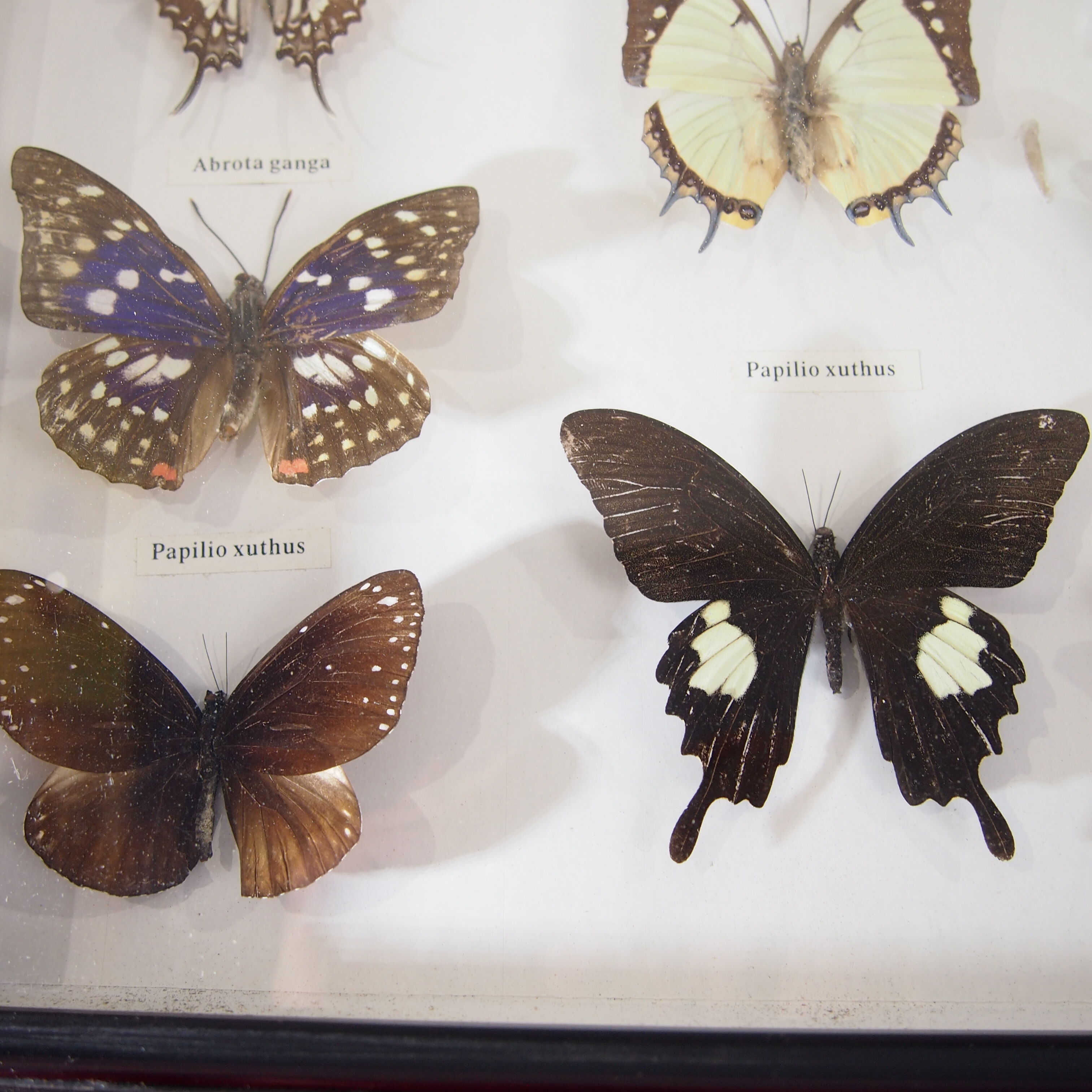 Naturalized butterfly frame, vintage