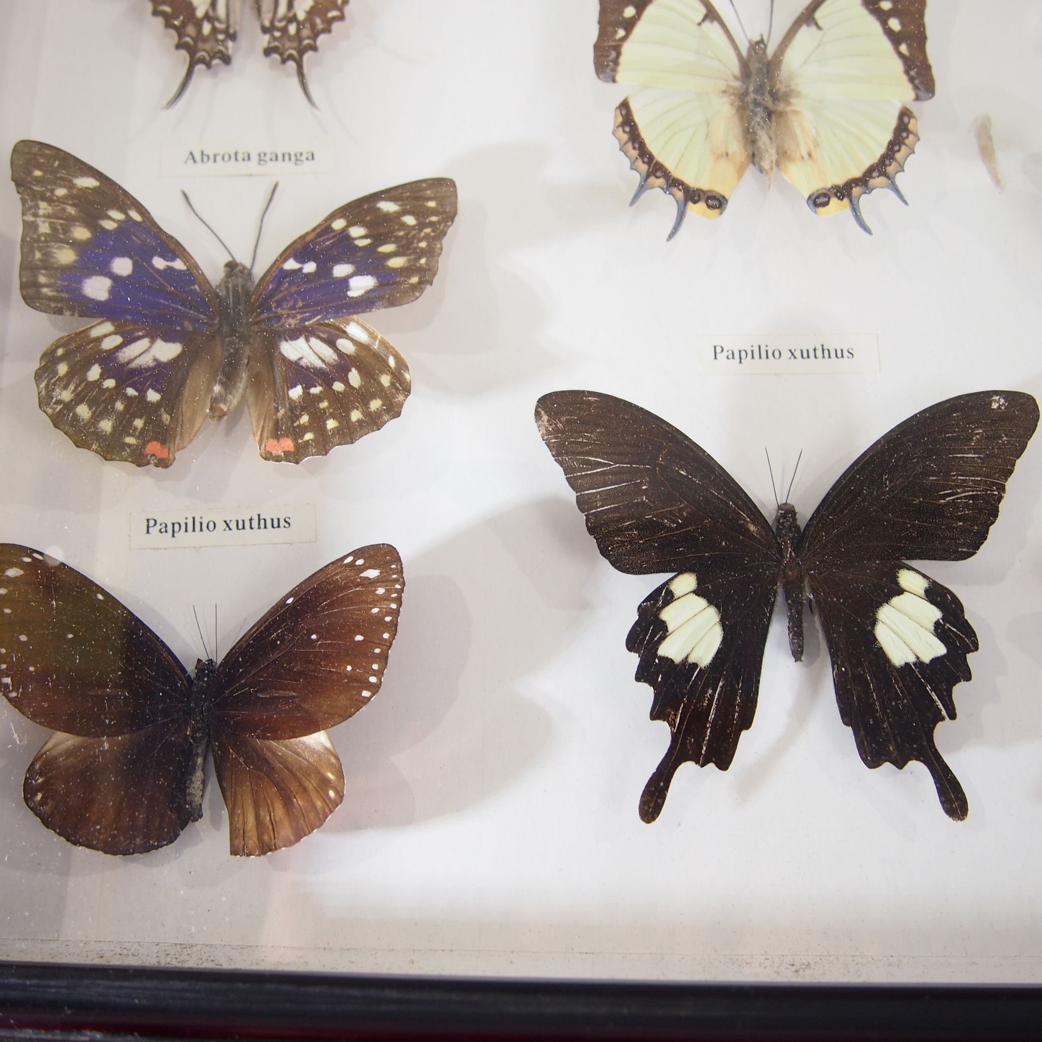 Cadre papillon naturalisé vintage