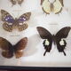 Naturalized butterfly frame, vintage