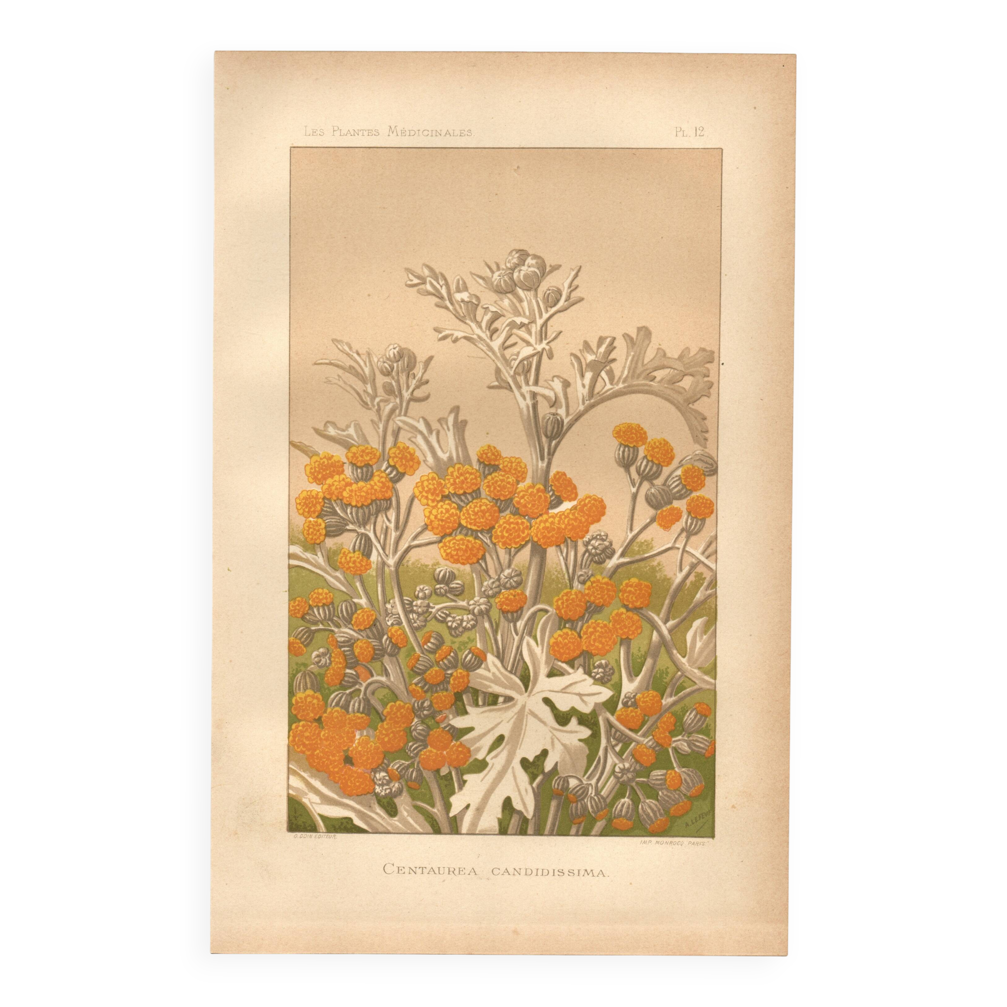 Planche Botanique de  1889 - Centaurée par Lefevre. Gravure ancienne nature