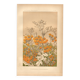 Planche Botanique de  1889 - Centaurée par Lefevre. Gravure ancienne nature