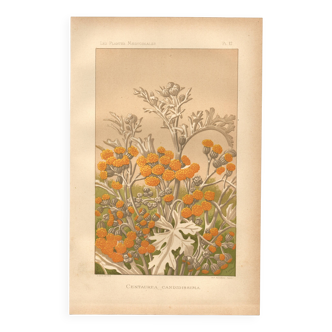 Planche Botanique de  1889 - Centaurée par Lefevre. Gravure ancienne nature