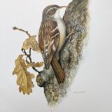Old bird board 1960s - Garden Creeper - Ornithological illustration