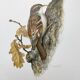 Old bird board 1960s - Garden Creeper - Ornithological illustration