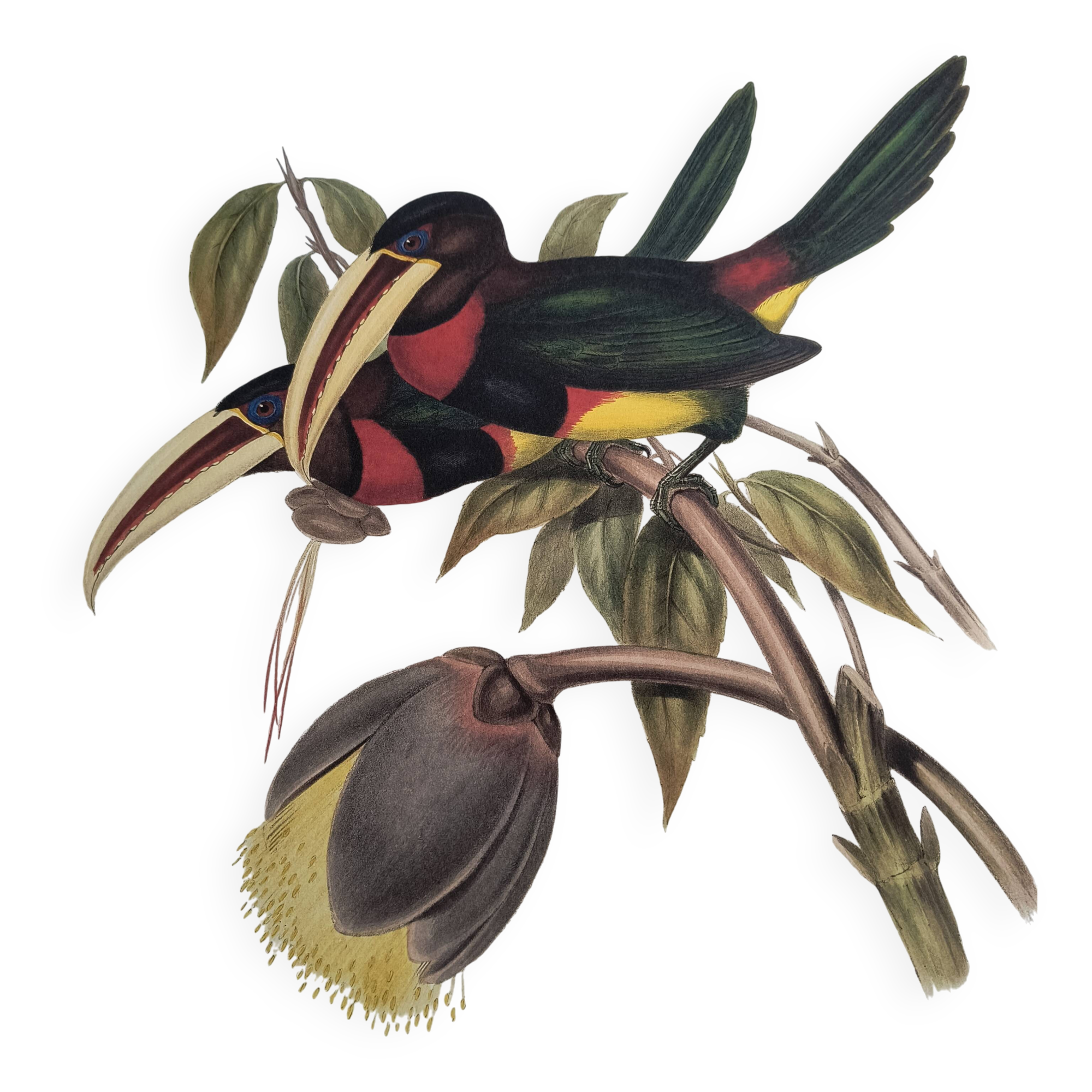 Illustration nature - Toucan Azarae - par Gould - planche jungle