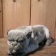 Ceramic English Bulldog