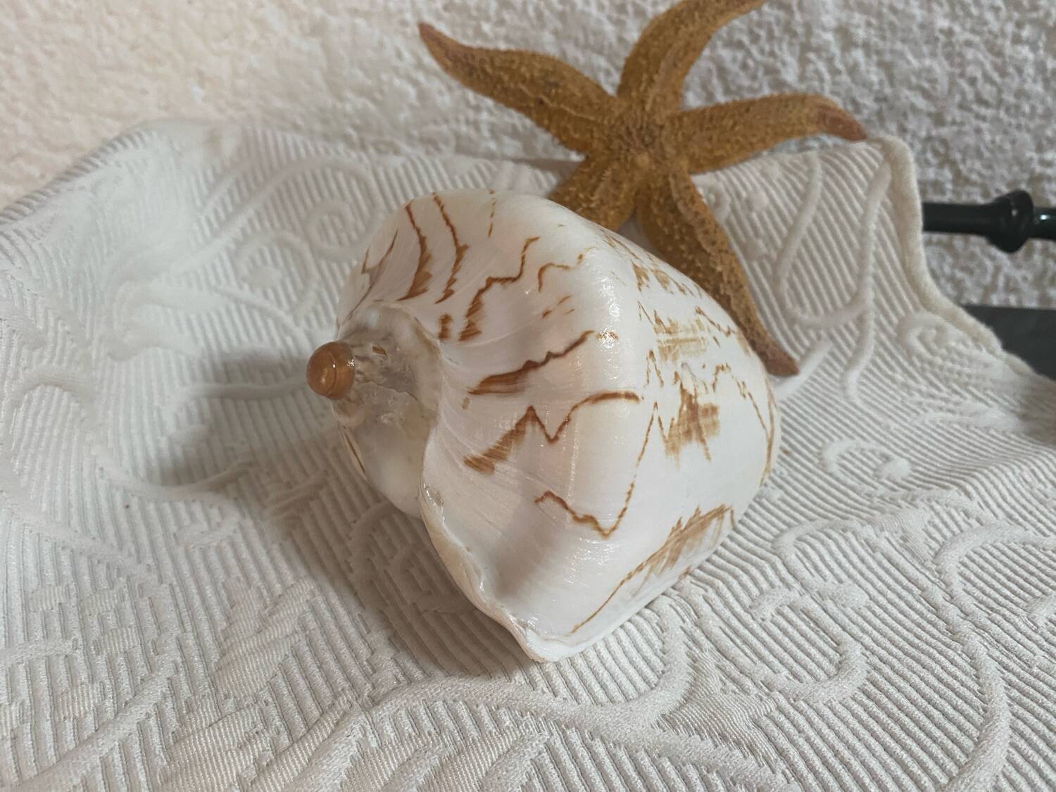 Vintage Voluta nobilis shell