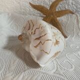 Vintage Voluta nobilis shell
