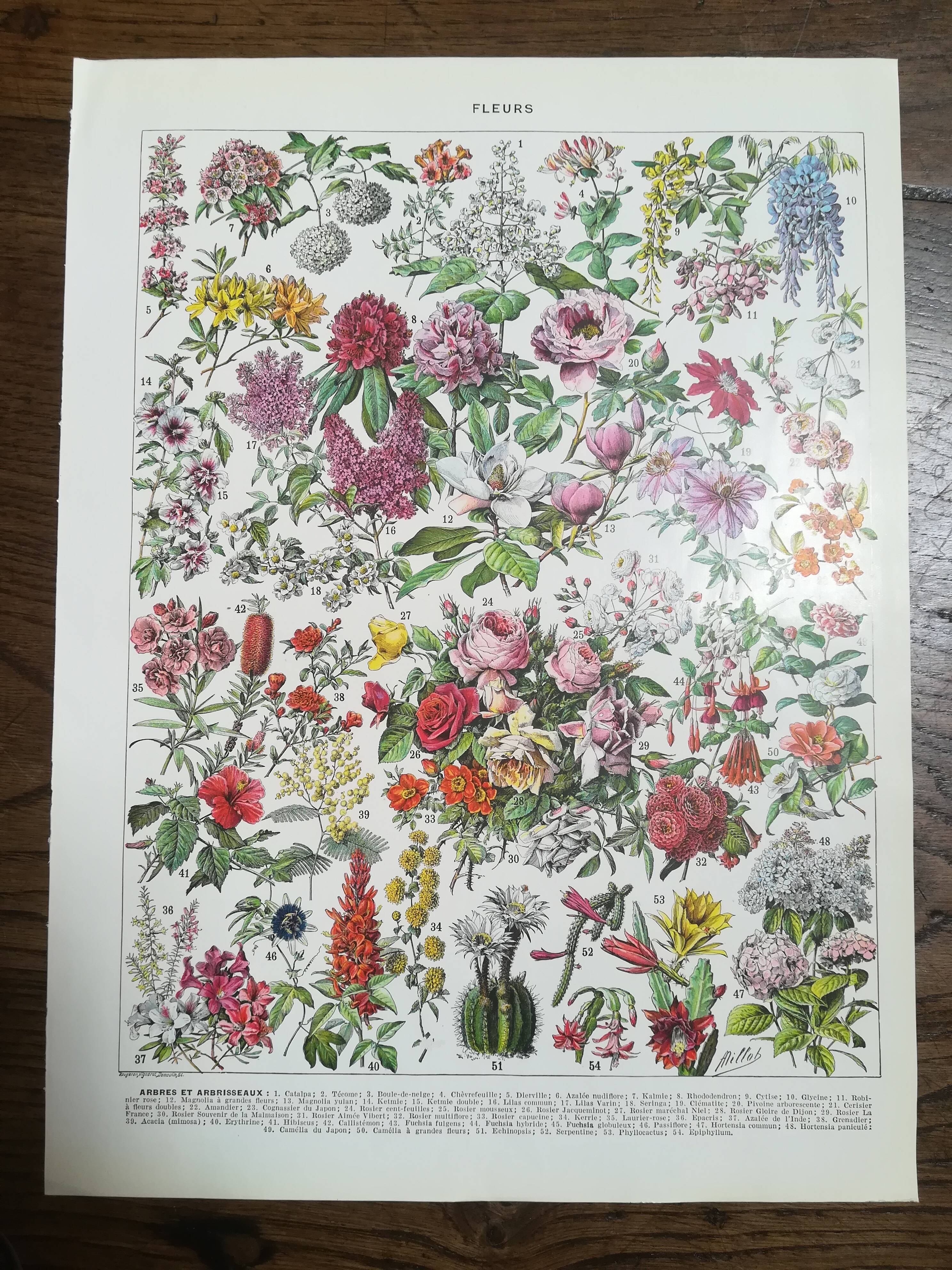 Lithograph on flowers from 1928 "rose bushes"