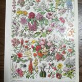 Lithograph on flowers from 1928 "rose bushes"