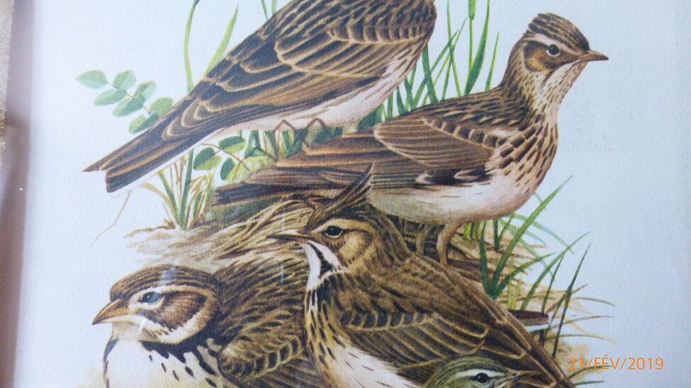 Birds - collection Hepatior N ° 38