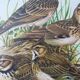 Birds - collection Hepatior N ° 38