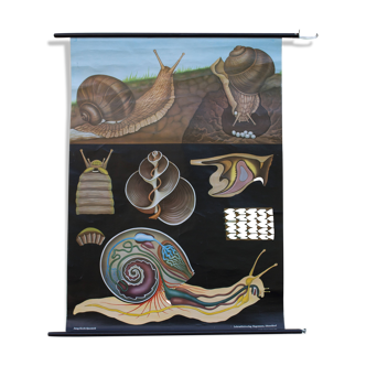 Displays educational snail 1959