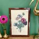 Vintage frame drawing of anemones by Redouté.