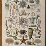 Lithograph on oceanography - 1900