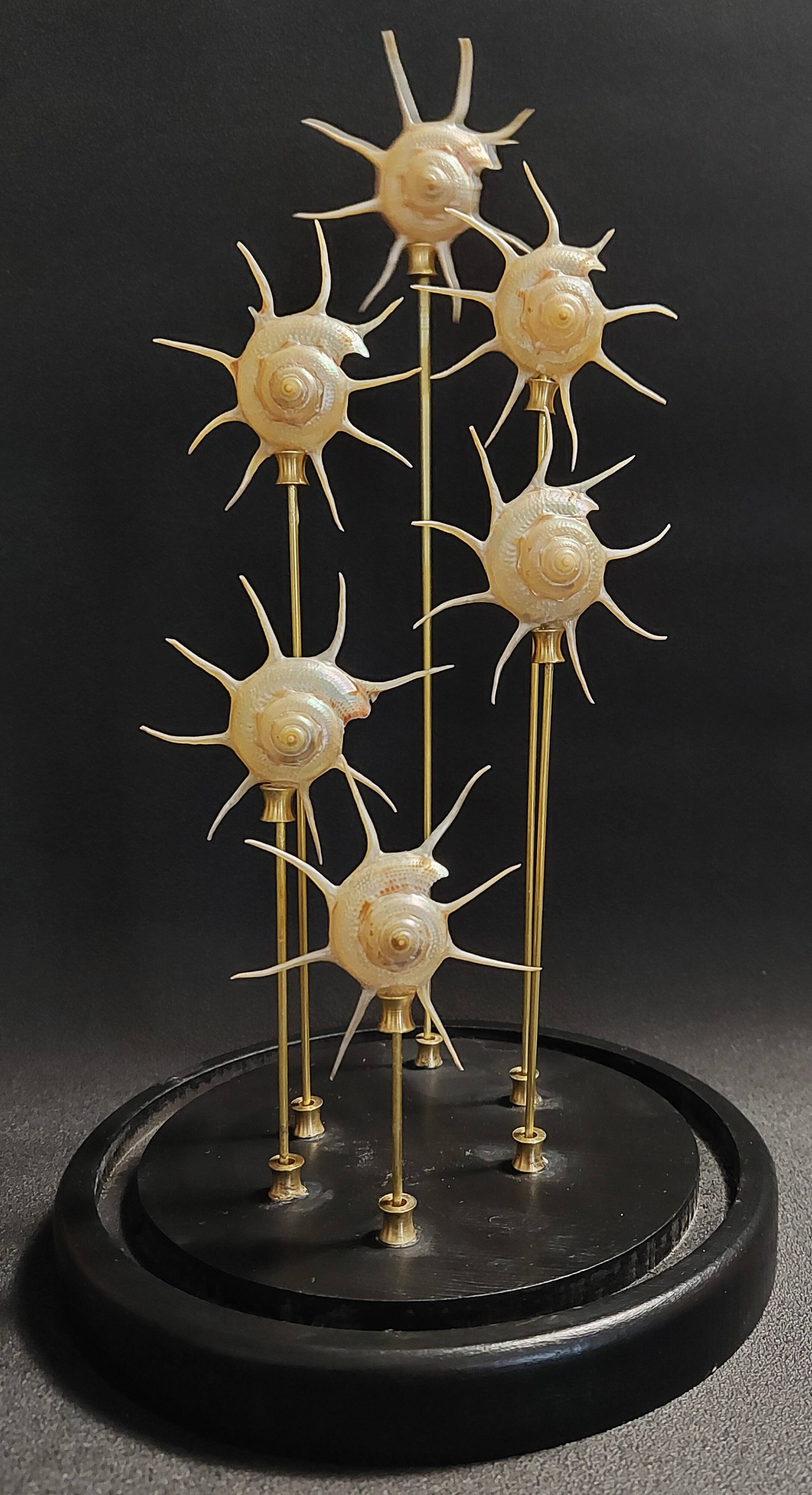Cabinet de Curiosités globe aux coquillages guildfordia yoka nacrés