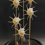 Cabinet of Curiosities globe with pearly Guildfordia Yoka shells