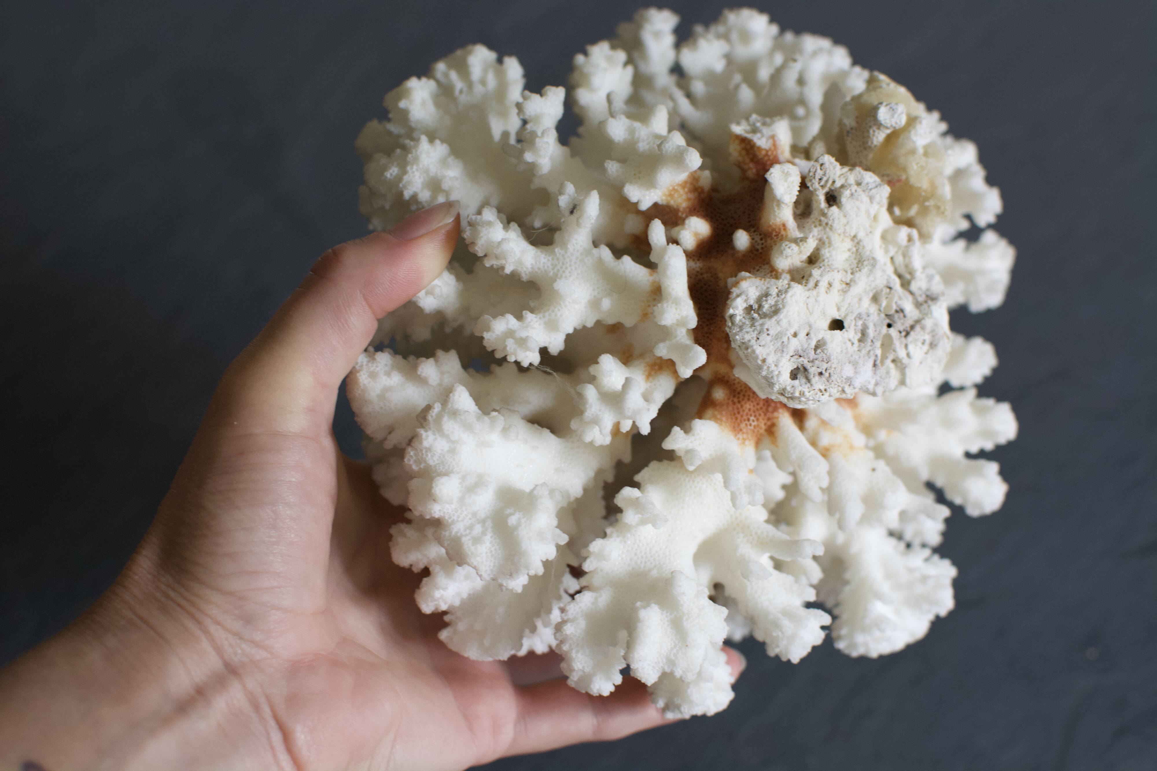 Great white coral