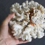 Great white coral