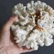 Grand corail blanc
