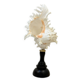 Old Murex Ramosus Shell on turned wooden base Napoleon III 19th century cabinet of curiosities