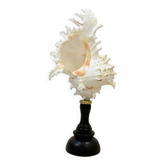 Old Murex Ramosus Shell on turned wooden base Napoleon III 19th century cabinet of curiosities