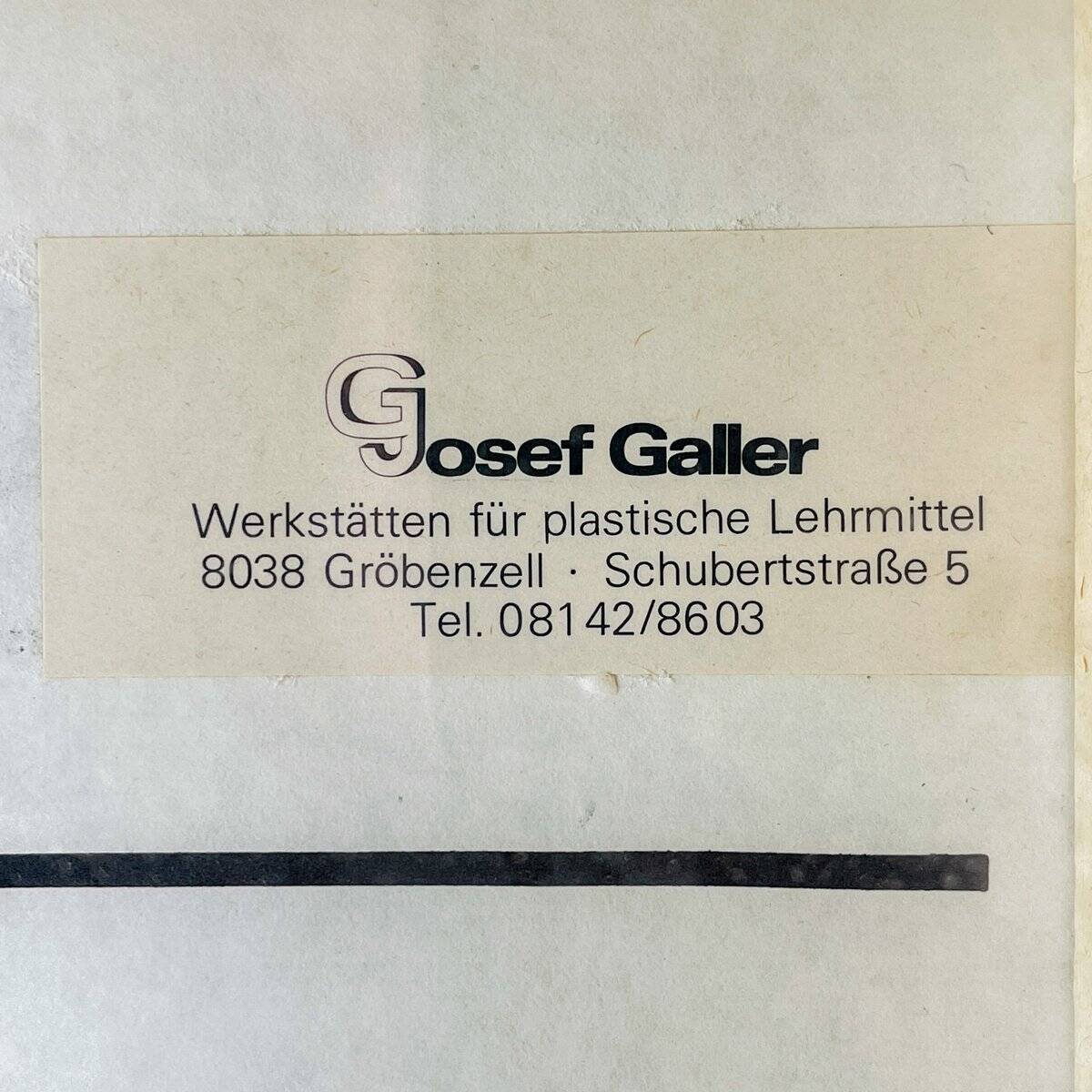 Vintage educational school display Cotton by Josef Galler, Germany, 1960s.