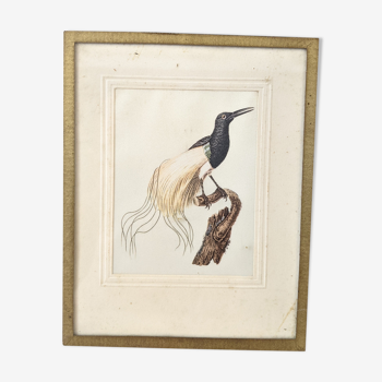 Ancienne lithographie ornithologique oiseau sous cadre bintage