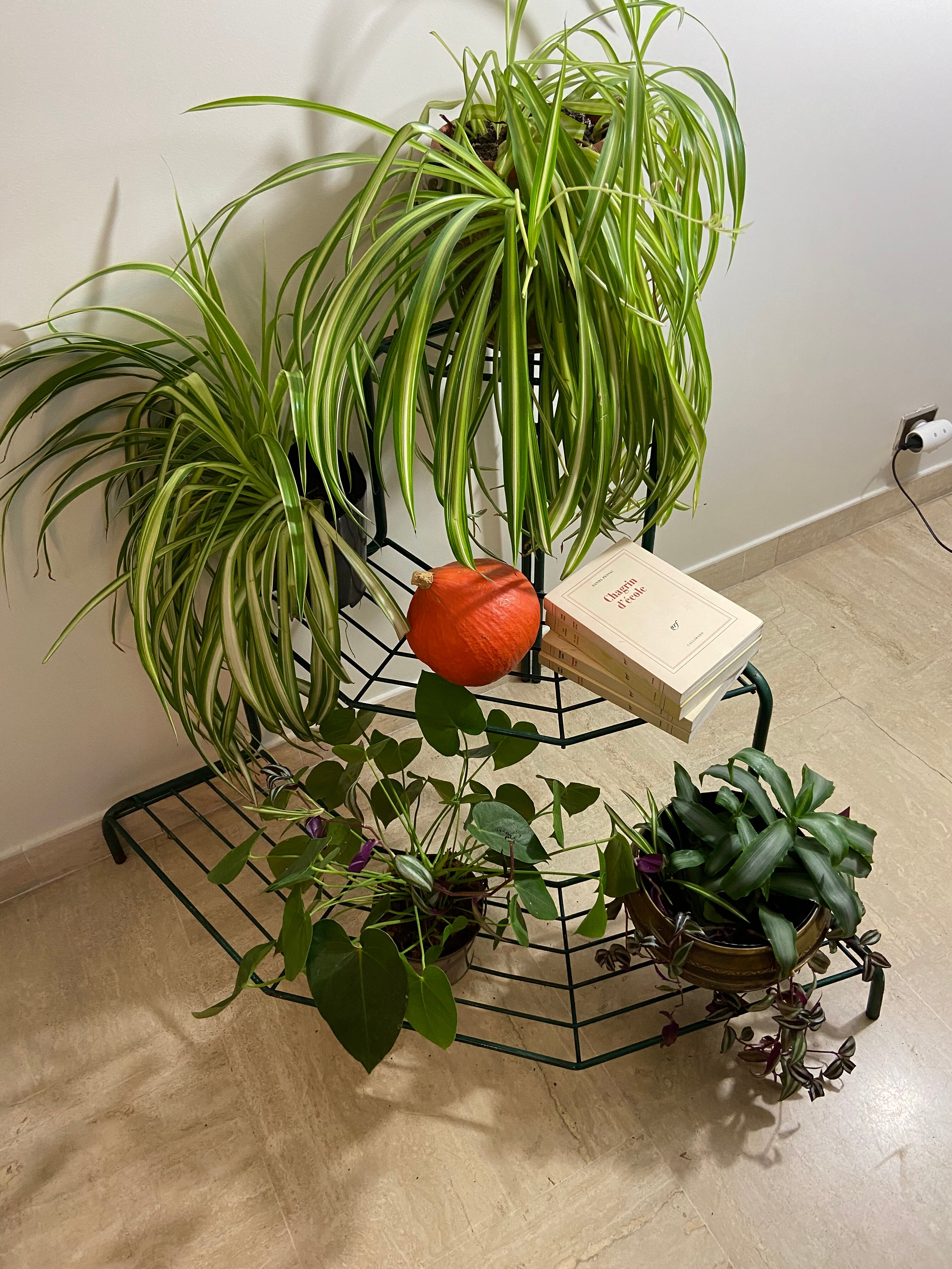Florist shelf carries metal plants