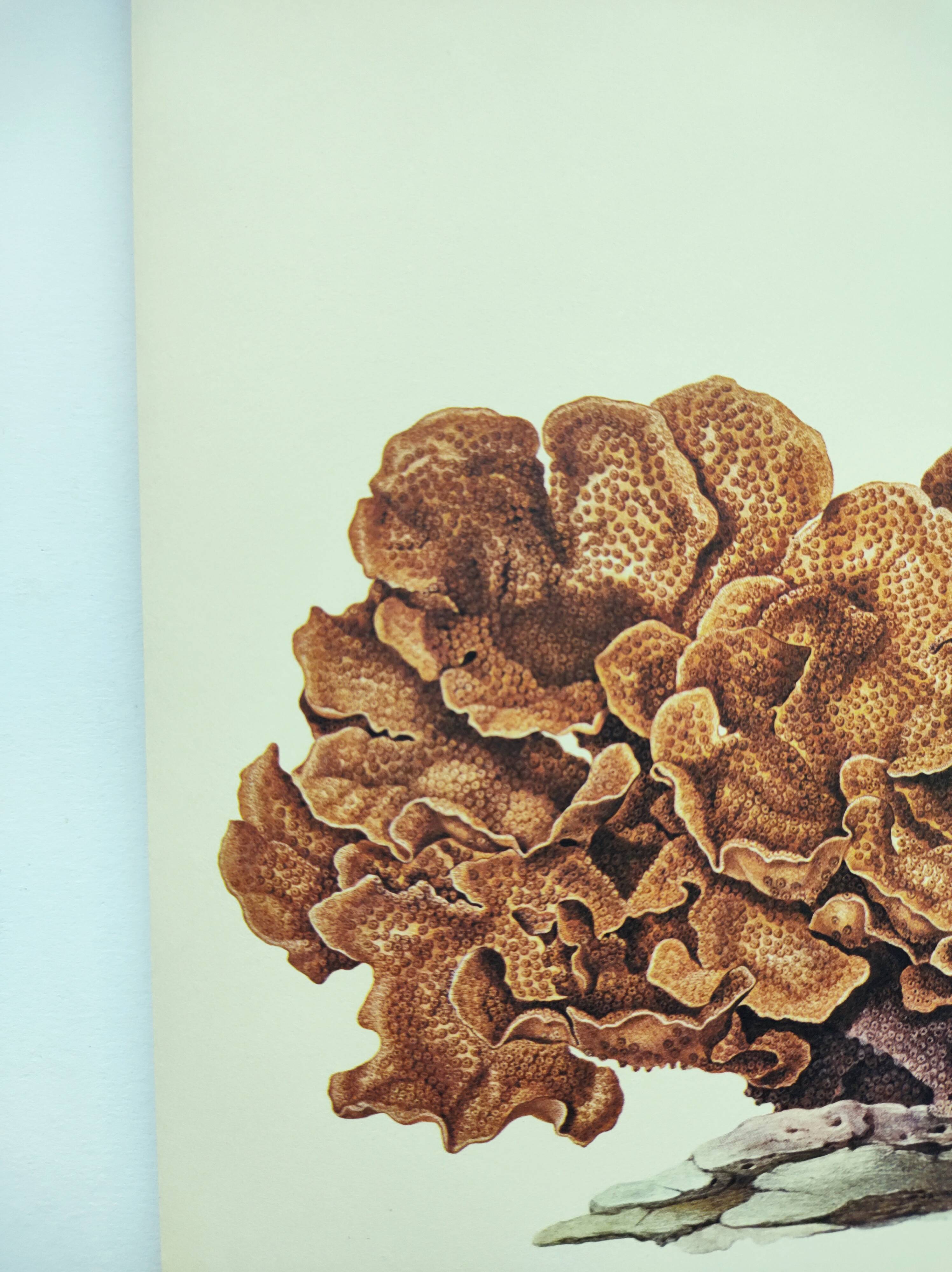 Old board -Échinopore- Vintage illustration from 1970 - Ocean coral