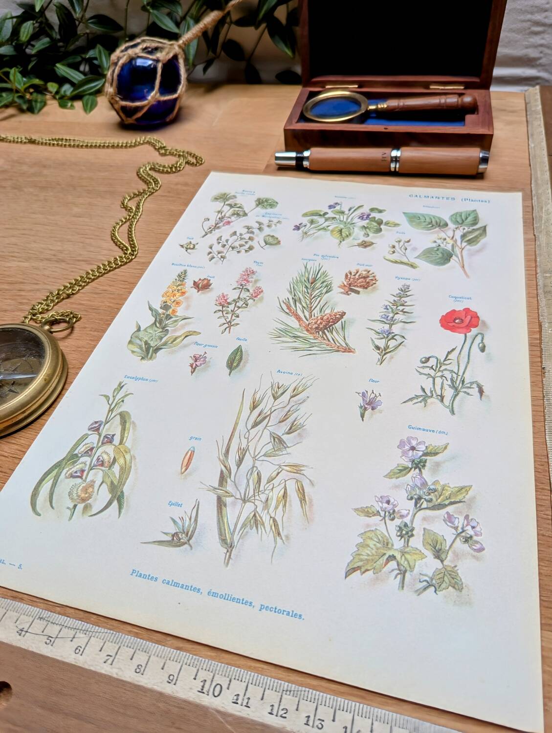 Printed in 1954, calming plants.