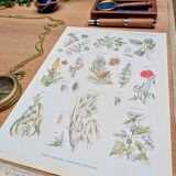 Printed in 1954, calming plants.