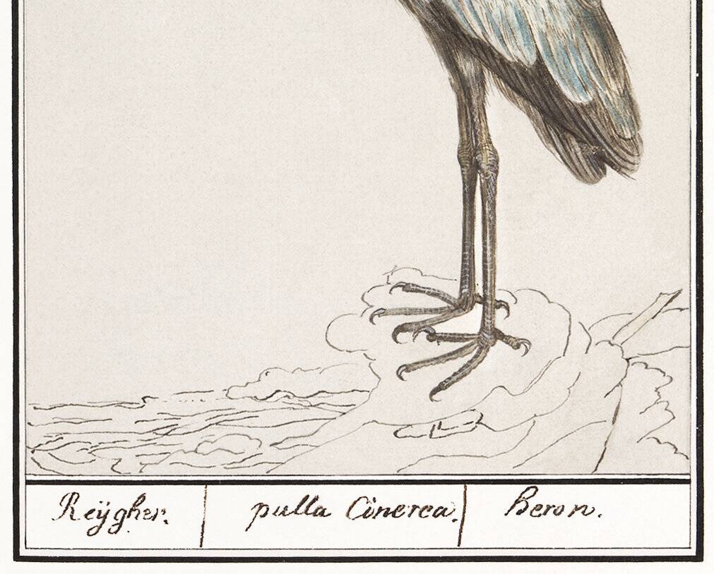 Small poster of the Grey Heron, based on an old engraving from 1610.