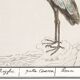 Small poster of the Grey Heron, based on an old engraving from 1610.
