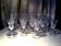 Suite of 16 champagne flutes in baccarat crystal carcassonne model