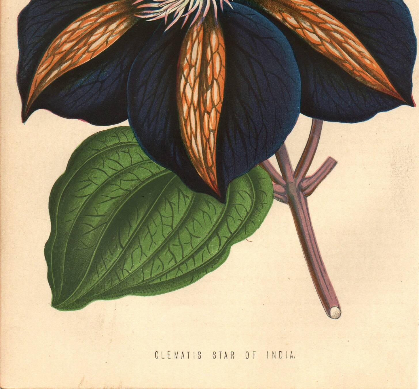 Vintage illustration - Clematis - Botanical engraving 1871 - old flower