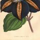 Vintage illustration - Clematis - Botanical engraving 1871 - old flower