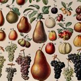 Lithograph on the fruits of 1928