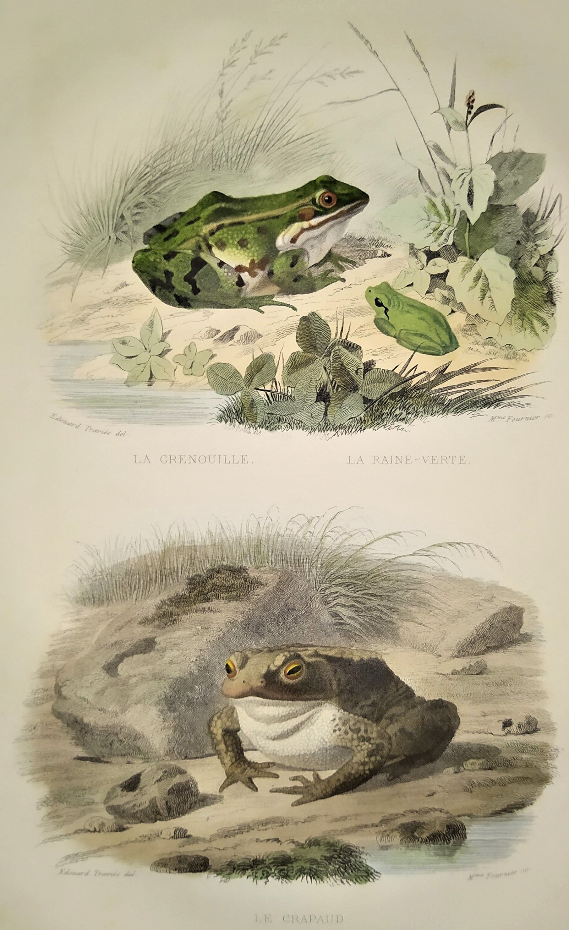 Original zoological plate of 1839 frog