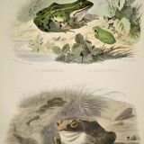 Original zoological plate of 1839 frog