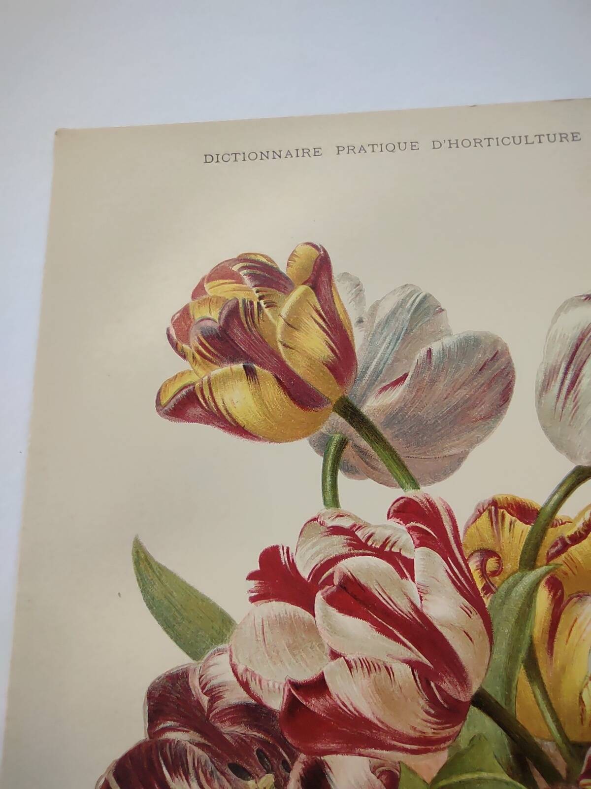 Botanical flower engraving 1899 by Élisa Champin - Tulips - Old print